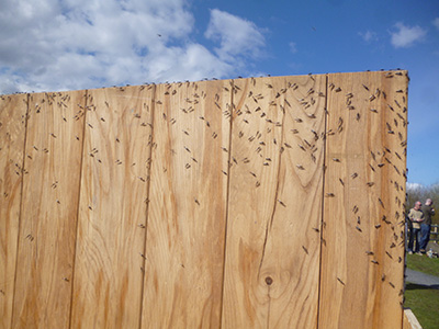 lough neagh flies